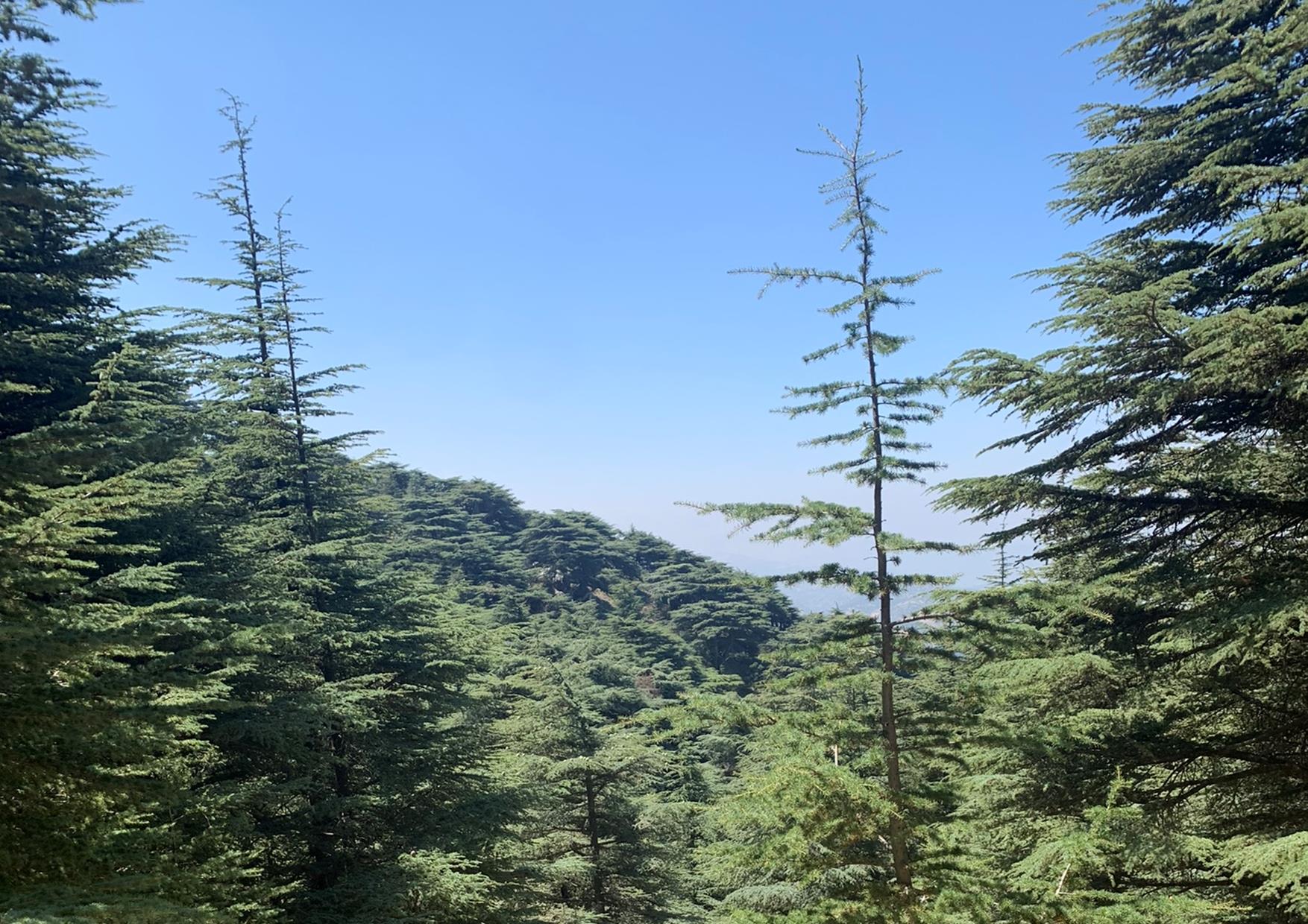 Sweef soos ’n Arend